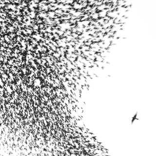 Illustration for article titled Volume 2, Issue 54: The One About Wilco